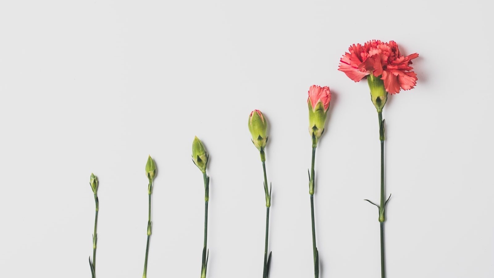 pink flower on white background