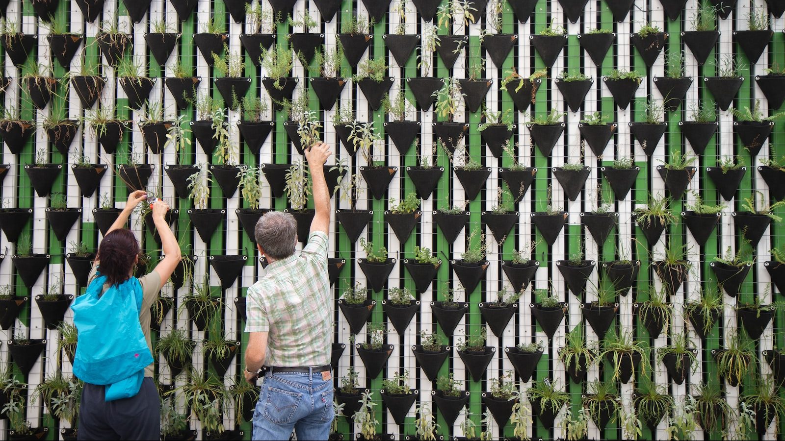 person planting on hanged pots