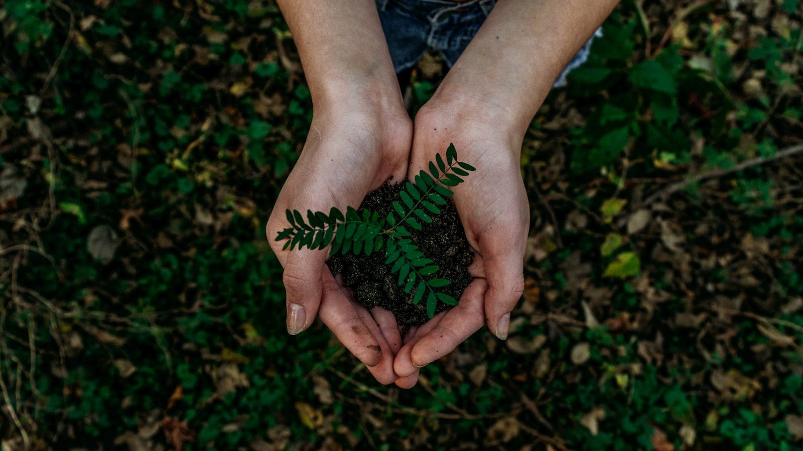 enacting the future of planetary ecology; hands holding seedling