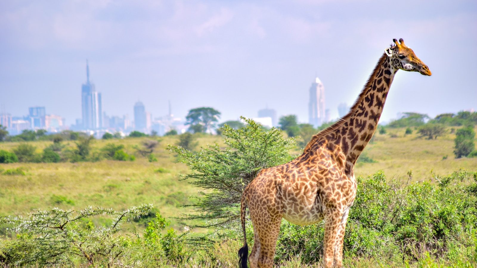 a giraffe standing in a field with a city of Nairobi in the background