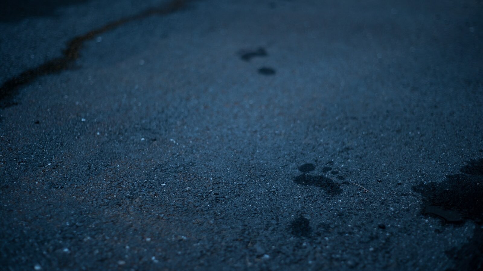 a black cat paw prints on the ground