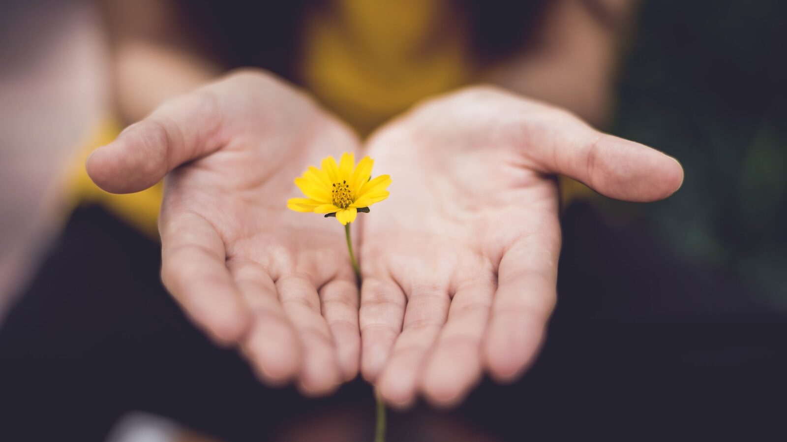 Holistic well-being: selective focus photography of woman holding yellow petaled flowers