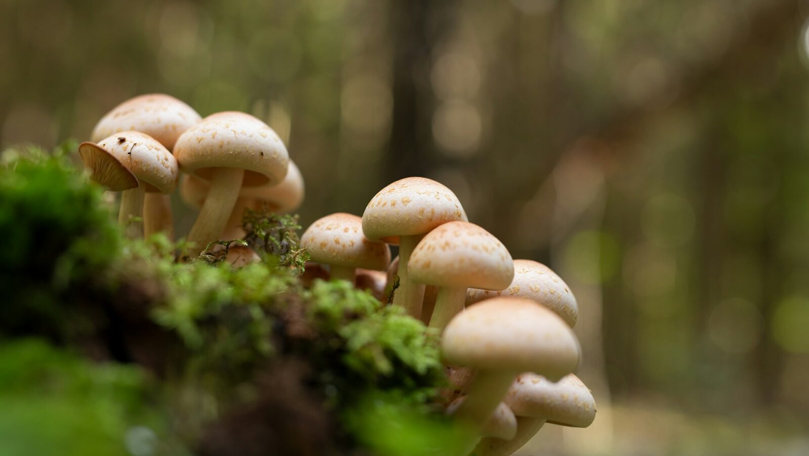 a group of mushrooms growing in moss